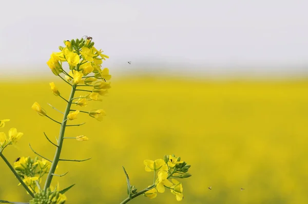 Tarımsal Tecavüz Alanı Sarı Bitkiler — Stok fotoğraf