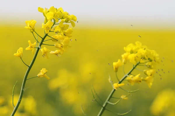 Agricultura Campo Violación Flora Amarilla — Foto de Stock