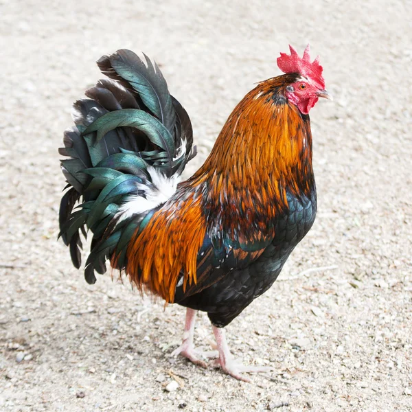 Gallo Galletto Nero Arancione Profilo Una Corsa Cortile Pollo — Foto Stock