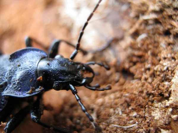 Primer Plano Error Naturaleza Salvaje — Foto de Stock