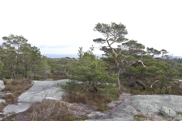 Rural Landscape Conifers Rocks Norway — Stock Photo, Image