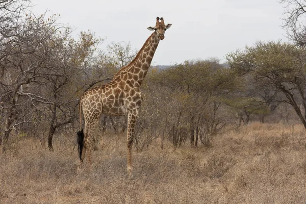 Girafa Sul Africana Girafa — Fotografia de Stock