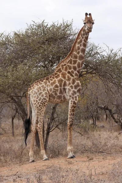 南アフリカのキリン Giraffa — ストック写真