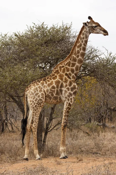Giraffa Sudafricana Giraffa — Foto Stock