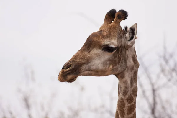 South African Giraffe Giraffa Portrait — Foto de Stock