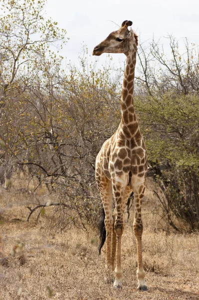 Girafa Marrom Alta Animal Flora Fauna Natureza — Fotografia de Stock