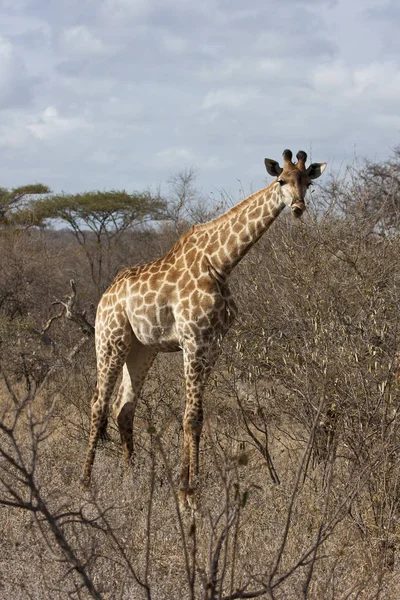 Южноафриканский Жираф Giraffa — стоковое фото