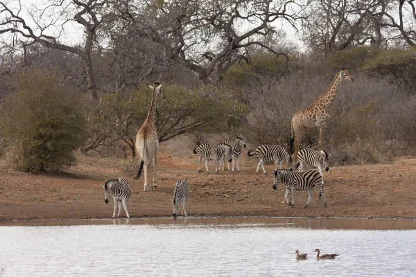 South African Giraffe Giraffa Zebras Waterhole — Foto de Stock