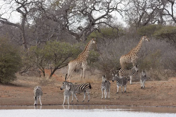 South African Giraffe Giraffa Зебр Водоймі — стокове фото