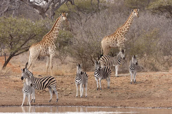Żyrafa Południowoafrykańska Żyrafa Zebry Przy Otworze Wodnym — Zdjęcie stockowe