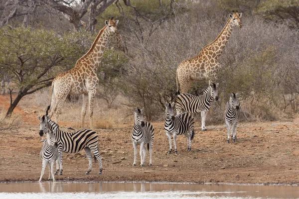 Sydafrikansk Giraff Giraffa Och Zebror Vid Vattenhålet — Stockfoto