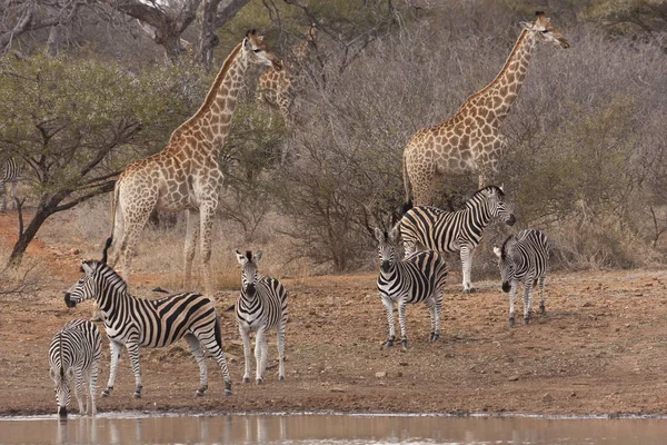 South African Giraffe Giraffa Зебр Водоймі — стокове фото