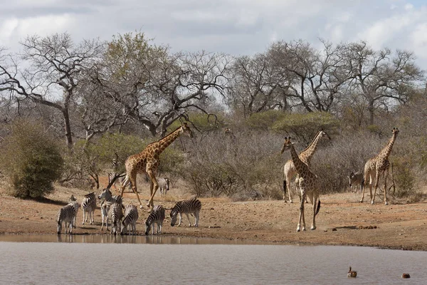 South African Giraffe Giraffa Zebras Waterhole — Stock Photo, Image