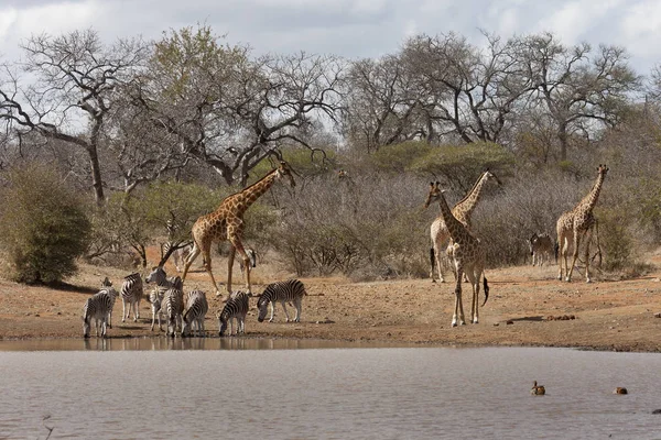 南非长颈鹿 如长颈鹿 和水坑边的斑马 — 图库照片