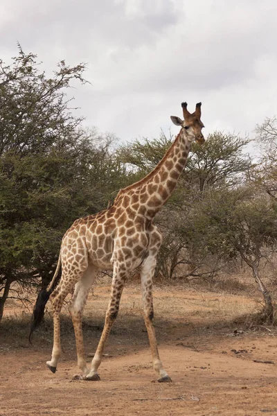 Güney Afrika Zürafası Zürafa — Stok fotoğraf