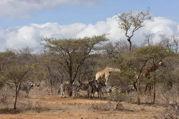 Giraffa Sudafricana Giraffa Zebre Nel Buco Dell Acqua — Foto Stock