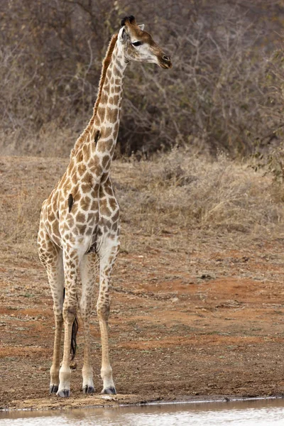 Südafrikanische Giraffe Giraffa — Stockfoto