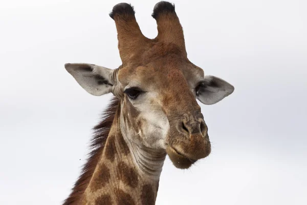 South African Giraffe Giraffa Portrait — Foto de Stock
