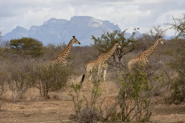 Otçul Zürafalar Savana Hayvanları — Stok fotoğraf