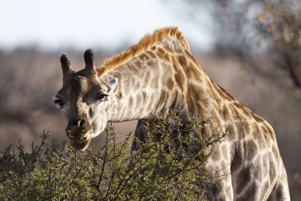 Jirafa Marrón Alta Animal Flora Fauna Naturaleza — Foto de Stock