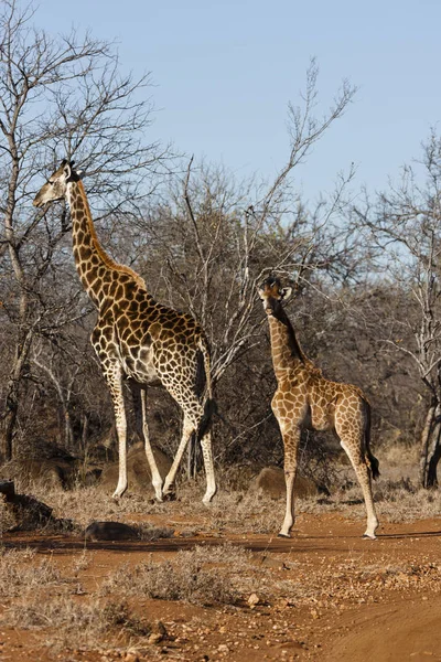 South African Giraffe Giraffa — Foto de Stock