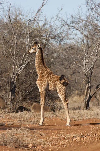 Giraffa Sudafricana Giraffa — Foto Stock