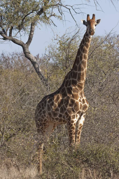Висока Коричнева Жирафа Тварина Флора Фауна Природі — стокове фото