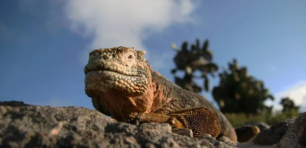 Exotic Animal Iguana Lizard — Stock Photo, Image