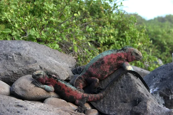 Egzotik Hayvan Iguana Kertenkelesi — Stok fotoğraf