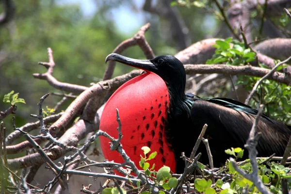 Scenic View Beautiful Bird Nature — Stock Photo, Image