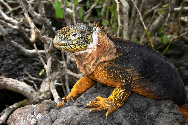 Exotisches Tier Leguaneidechse — Stockfoto