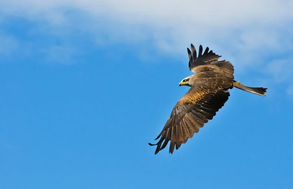 Aussichtsreiche Aussicht Auf Schöne Vögel Der Natur — Stockfoto