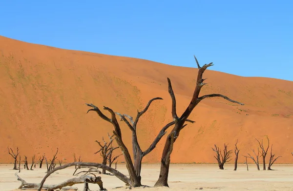 Albero Morto Nel Deserto Della Namibia — Foto Stock