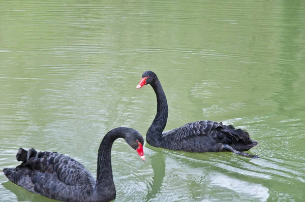 Couple Swans Blue Lake Water — Stock Photo, Image