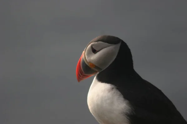 Vista Cênica Belo Pássaro Puffin Natureza — Fotografia de Stock