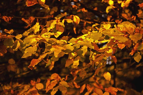 Πολύχρωμα Φθινοπωρινά Φύλλα Φυλλώματα Φθινοπωρινής Εποχής — Φωτογραφία Αρχείου