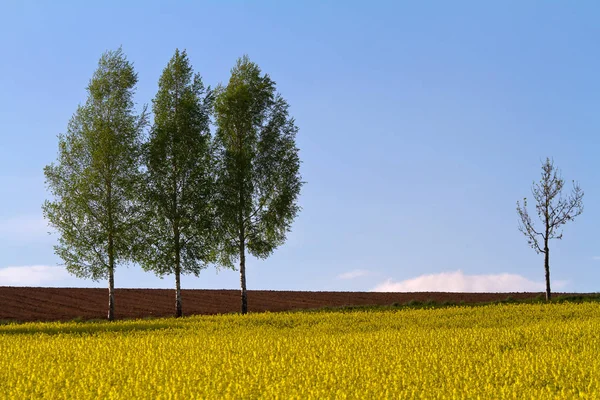 Countryside Agriculture Rape Field Yellow Flora — Stock Photo, Image