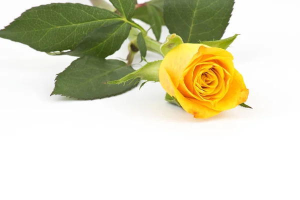 Желтая Роза Белом — стоковое фото