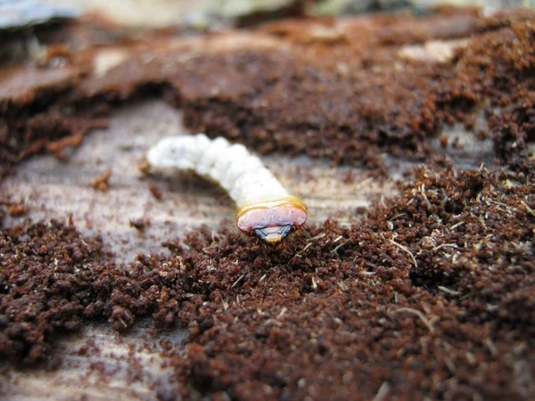 Larva Del Coleottero Nero — Foto Stock