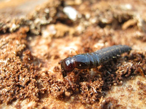 Primo Piano Bug Natura Selvaggia — Foto Stock