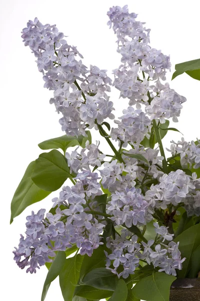 Spring Lilac Blooming Flowers Flora — Stock Photo, Image