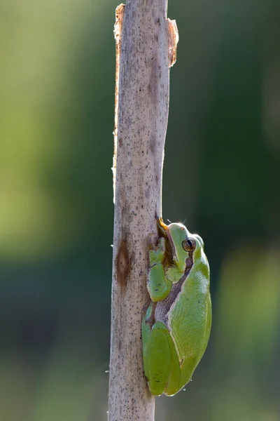 Тропическая Лягушка Земноводное Животное — стоковое фото