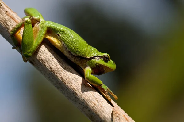 Tropische Kikker Amfibisch Dier — Stockfoto