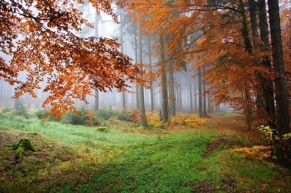 Sonbahar Sisinde Renkli Karışık Bir Orman — Stok fotoğraf