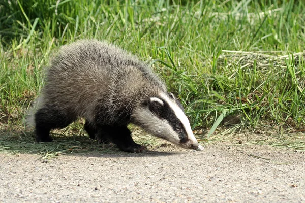 Jonge Dieren Selectieve Focus — Stockfoto