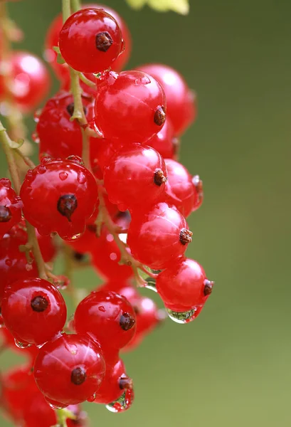 Berry Primo Piano Shot Concetto Cibo Sano — Foto Stock