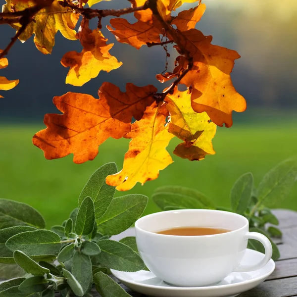 Salbeitee Mit Grünen Blättern Herbst Auf Der Terrasse — Stockfoto