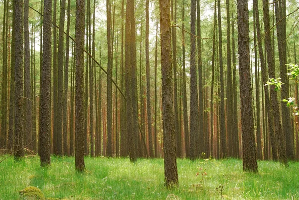 Bosque Sueño —  Fotos de Stock