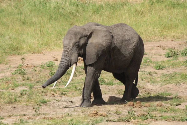 Animal Elefante Africano Mamífero Grande — Fotografia de Stock