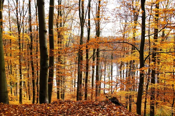 Ανοιχτό Καφέ Buchenwald Στο Pulvermaar Στο Eifel — Φωτογραφία Αρχείου